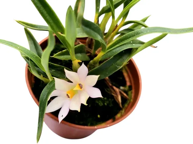 Dendrobium Nikole Portilla (Dendrobium)