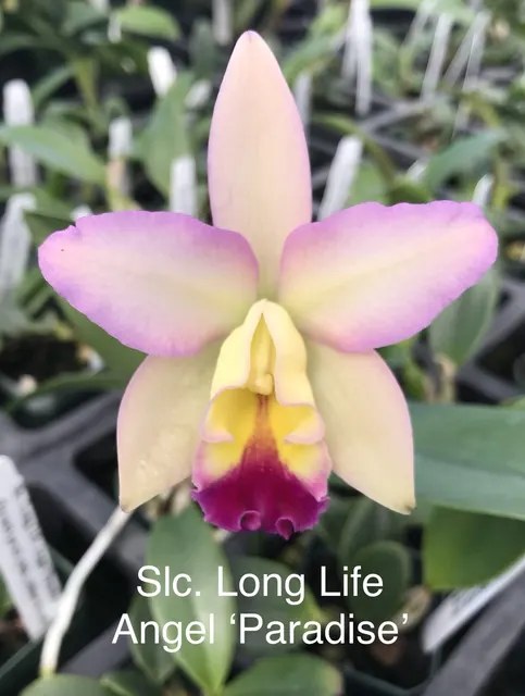 Sophrolaeliocattleya Long Life Angel 'Paradise' (Sophrolaeliocattleya)
