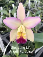 Slc. Long Life Angel 'Paradise'