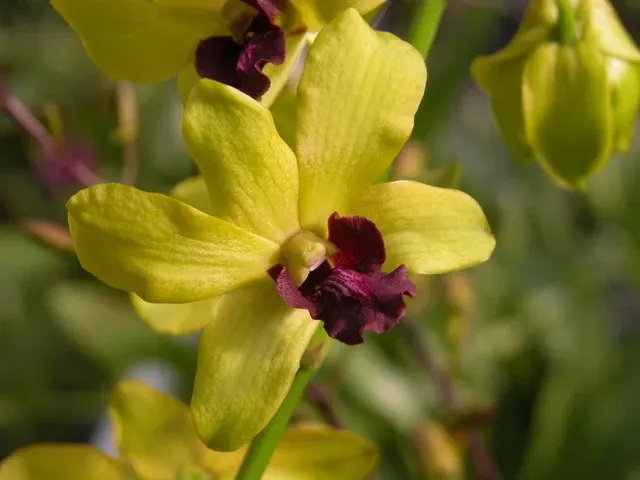 Dendrobium Thongchai Gold 'Kanokporn'