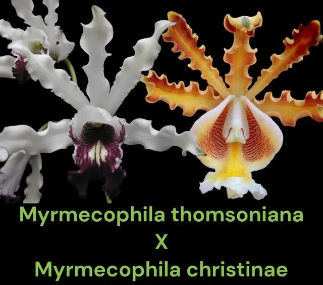 Myrmecophila thomsoniana × christinae