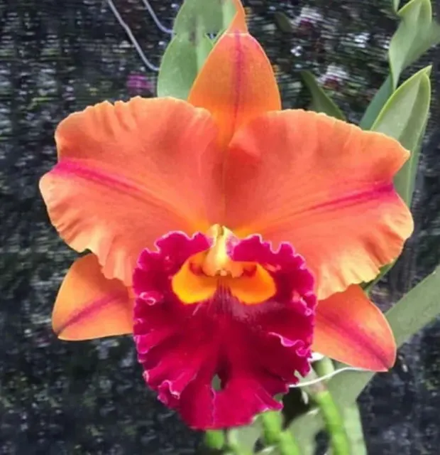 Rhyncholaeliocattleya Yingluck Smile 'Endless Rain'