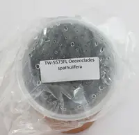 FLASK Oeceoclades spathulifera