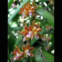 Trichoglottis amesiana sp.