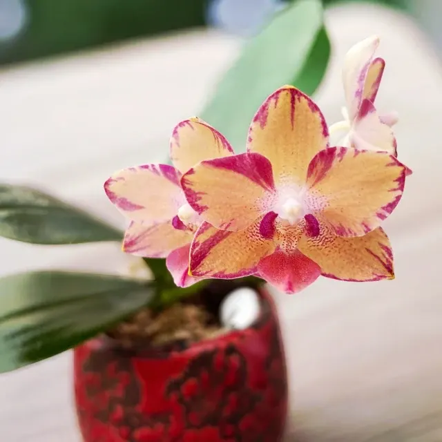 Phalaenopsis Tying Shin Smart