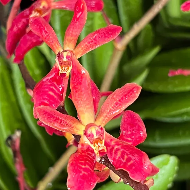 Aranthera Paul David (Aranthera)
