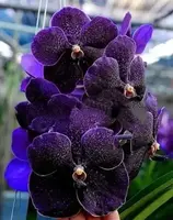 Vanda Gordon Dillon X Dr Anek Bitz Blooming Size