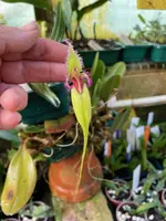 Bulbophyllum fascinator fma magenta-virides ‘Elite’s 1st’ (Semi album)