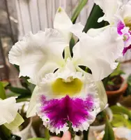 Rlc. Liou Hope 'Nan Chou' (YD003) (Hybrid) Rlc.=Rhyncholaeliocattleya