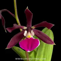 Prosyclia Abigail Anderson Orchid Plant - BS