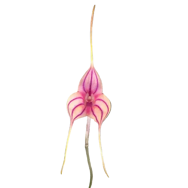 Masdevallia Magic Dragon 'Fáfnir' (Masdevallia)