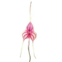 Masdevallia Magic Dragon 'Fáfnir'