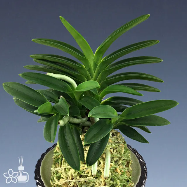 Neofinetia falcata 'Tsushima Ryokuho' (Neofinetia)