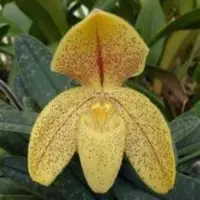 Paphiopedilium concolor var. striatum