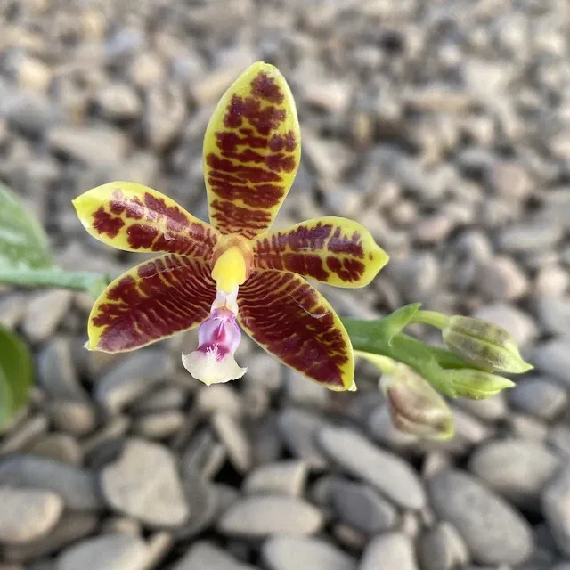Phalaenopsis mannii var flava