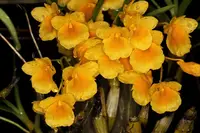 Dendrobium braianense