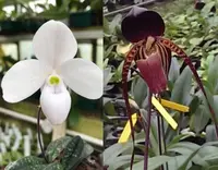 Paphiopedilum anitum x thaianum