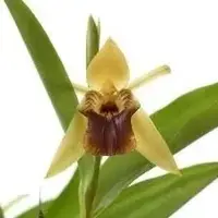 Coelogyne ovalis - Fragrant