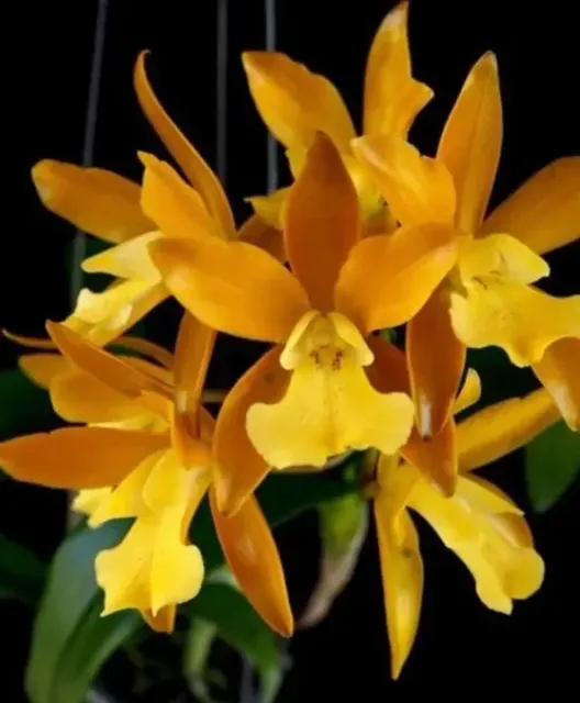Cattleya Chocolate Drop 'Yellow Chiffon'