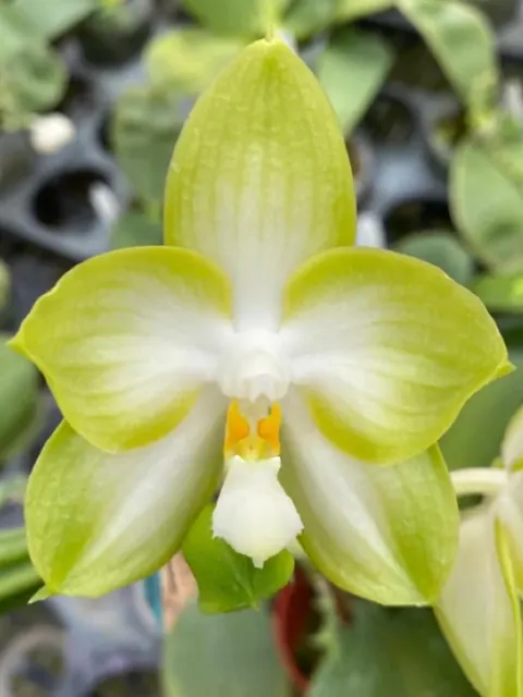 Phalaenopsis Yungho Gelb Canary 'MS-Green'