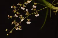 Sigmatostalix radicans — blühfähige Pflanzen