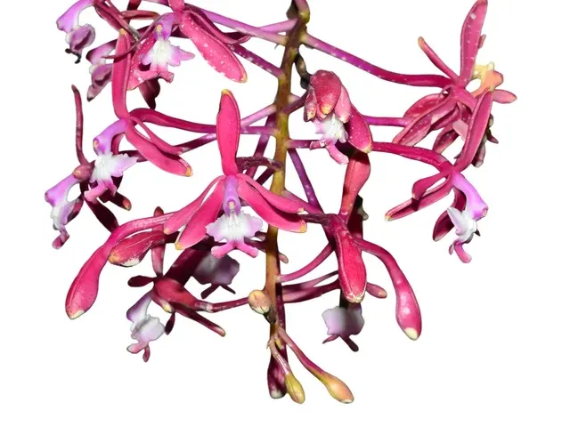 Epidendrum oraion (Epidendrum)