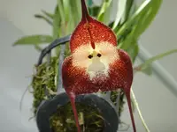 Blooming size Dracula simia orchid in hanging basket