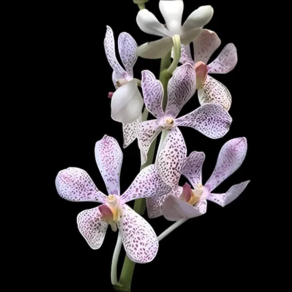 Mokara Jairak White