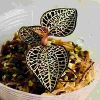 Anoectochilus roxburghii 'Chinese - Russian'