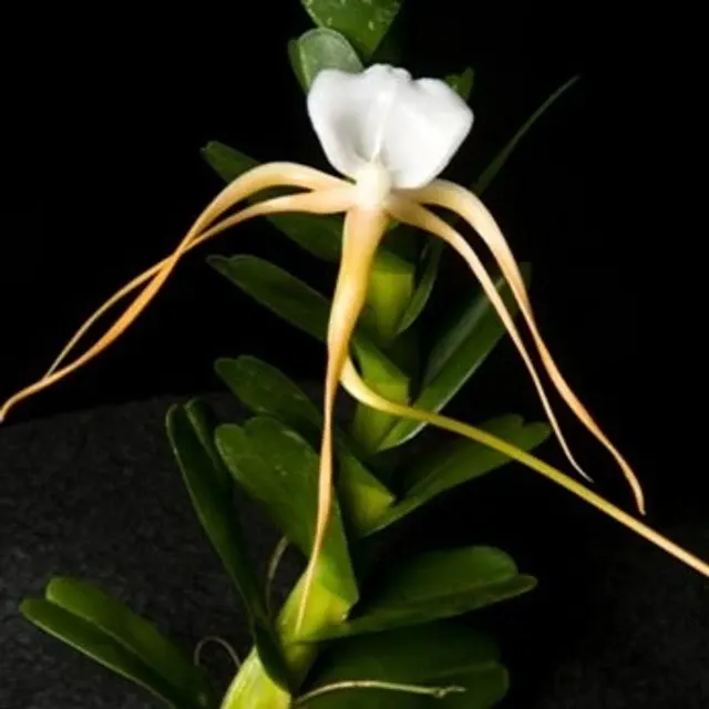 Angraecum conchoglossum