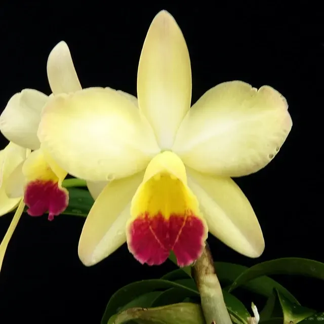 Cattleya CT Golden Wings (Cattleya)