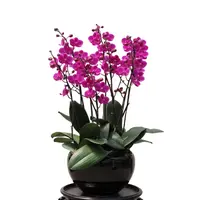 5 mini phalaenopsis in 1 pot