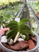 Neofinetia falcata ‘Jukai’