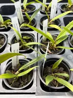 Bulbophyllum lasianthum
