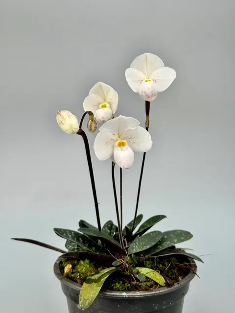 Paphiopedilum thaianum 'Big Plant' (Paphiopedilum)