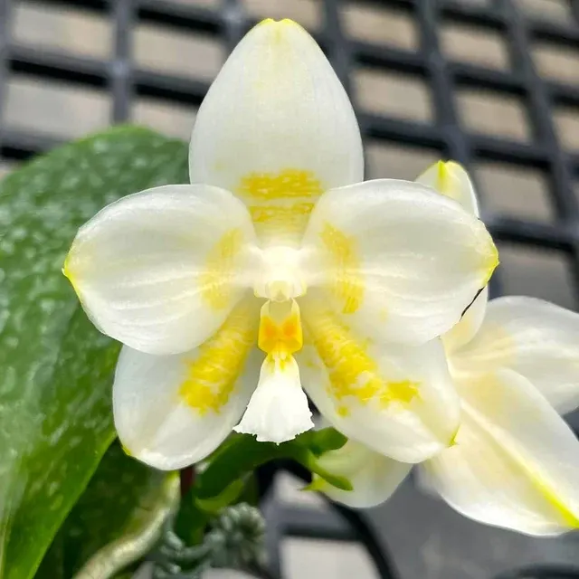 Phalaenopsis Yaphon Database - Parfumata