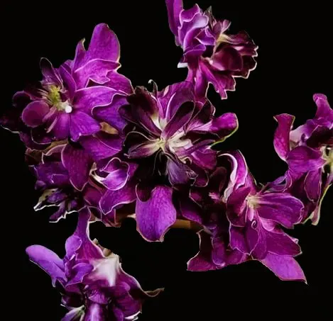 Dendrobium Betty Rose 'Empress' (Dendrobium)