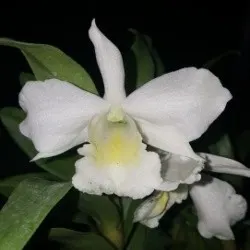 Dendrobium Summer Night Dream 'Mapirron'