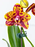 Phal. GW Green World 'Snakeskin' — Blooming size