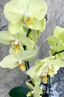 Phalaenopsis orchid 5"