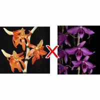 Den. unicum X Den. anosmum