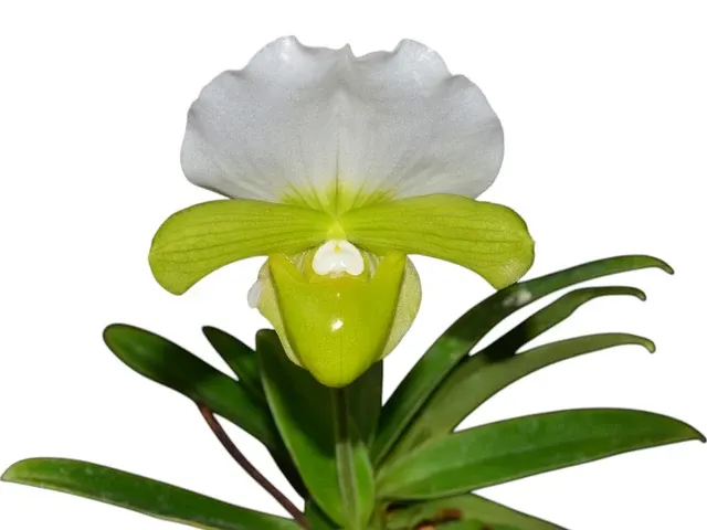 Paphiopedilum charlesworthii f alba