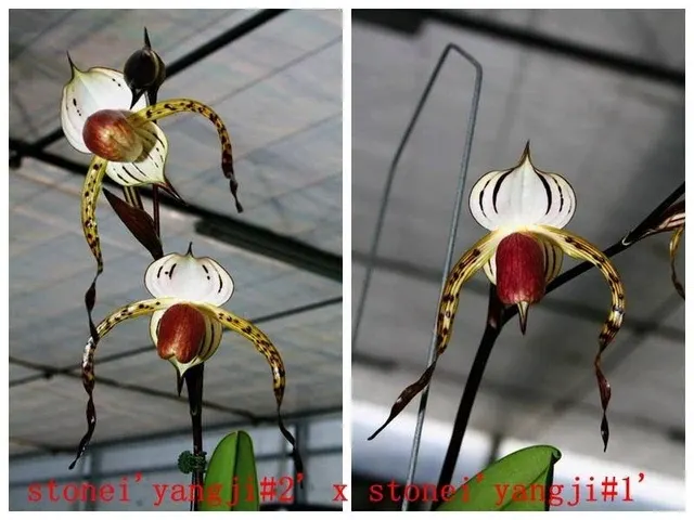 Paphiopedilum stonei x sib 'Red Pouch' (Paphiopedilum)