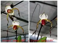 Paphiopedilum stonei x sib (''Red Pouch'' x' 'HOF Best'')