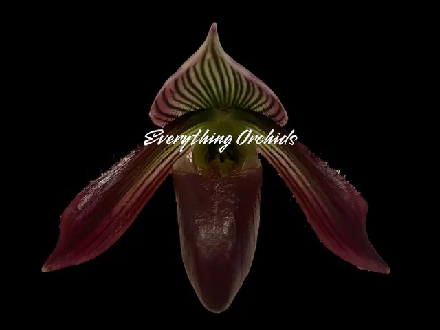 Paphiopedilum Pleasantry (wardii v. atrobrunneum x barbatum v. nigritum 'Pigmy')