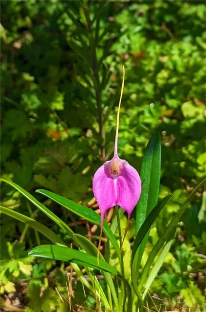 Masdevallia Fuschia Dawn 'Light Pink' (Masdevallia)