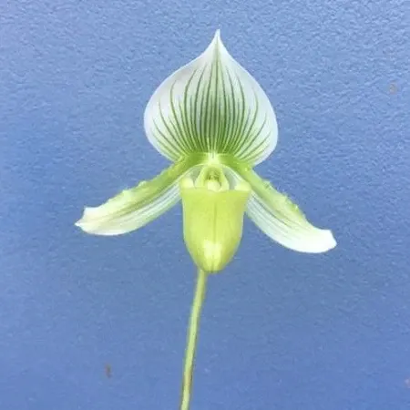 Paphiopedilum Maudiae Napa Valley X Paph. Alma Gaveart - BS (Paphiopedilum)