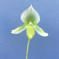 Paph. Maudiae Napa Valley X Paph. Alma Gaveart - BS