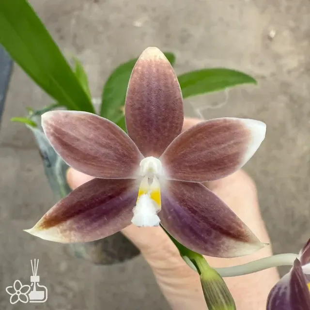 Phalaenopsis tetraspis 'coffee'