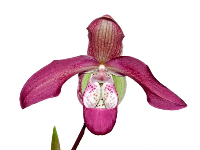 Phragmipedium Pat Ramsey (Phragmipedium)